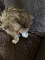 Milo, a male Shih Tzu for sale in Fort Worth, TX – 2 of 4
