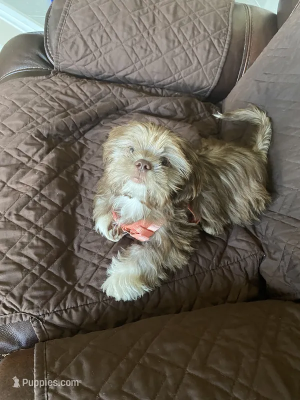Milo – Shih Tzu puppy for sale in Fort Worth, TX