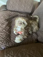 Milo, a male Shih Tzu for sale in Fort Worth, TX – 1 of 4