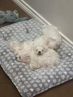 processed/217ecb50-6e5c-45ce-859e-d6a925cc8592/listing/78cdb3e0-2620-4cf9-8433-c177e1ca00c4/0e2d7160-563c-4148-9395-9b1e2ad8ce19