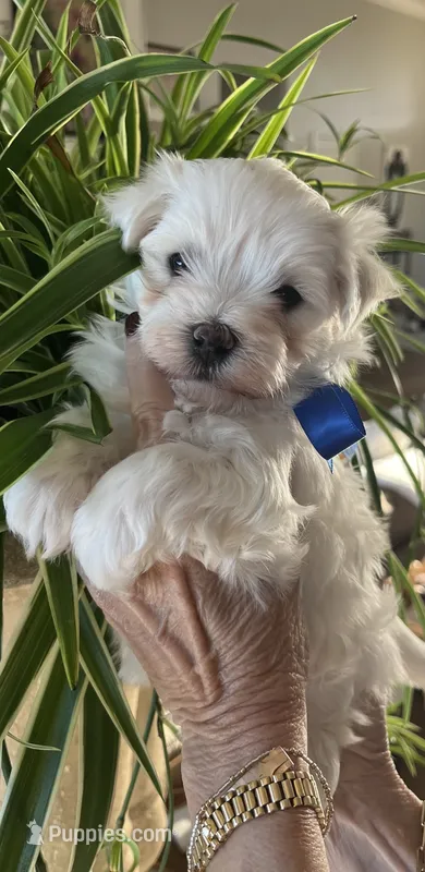 Maltese