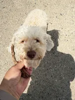 Nina, a female Poodle - Toy  for sale in Dearborn Heights, MI – 2 of 2