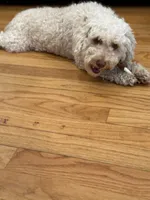 Nina, a female Poodle - Toy  for sale in Dearborn Heights, MI – 1 of 2