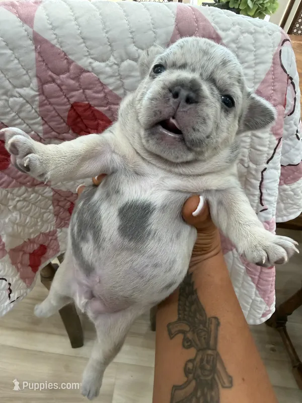 Blue – French Bulldog puppy for sale in Manning, SC
