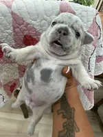 Blue, a male French Bulldog for sale in Manning, SC – Photo 1 of 2