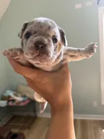 Blue, a male French Bulldog for sale in Manning, SC – Photo 2 of 2