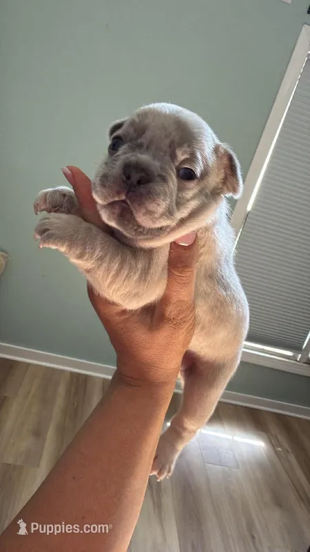 Baby – French Bulldog puppy for sale in Manning, SC