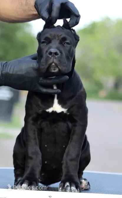 Tonka – Cane Corso puppy for sale in McAllen, TX