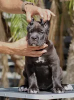 Ursula, a female Cane Corso for sale in McAllen, TX – 4 of 6