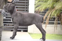 Tonka, a female Cane Corso for sale in McAllen, TX – 3 of 10