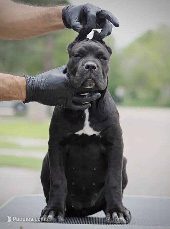 Tonka – Cane Corso puppy for sale in McAllen, TX