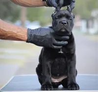Uma, a female Cane Corso for sale in McAllen, TX – 3 of 8
