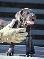 Ugo, a male Cane Corso for sale in McAllen, TX – 2 of 6