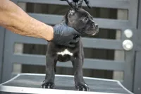 Tabitha, a female Cane Corso for sale in McAllen, TX – Photo 5 of 8