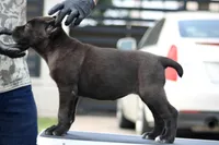 Tabitha, a female Cane Corso for sale in McAllen, TX – Photo 3 of 8