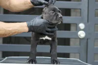 Tabitha, a female Cane Corso for sale in McAllen, TX – Photo 4 of 8