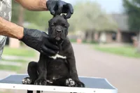 Tabitha, a female Cane Corso for sale in McAllen, TX – Photo 1 of 8