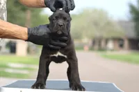 Tabitha, a female Cane Corso for sale in McAllen, TX – Photo 6 of 8