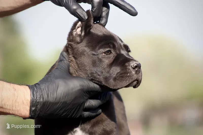 Tabitha – Cane Corso puppy for sale in McAllen, TX