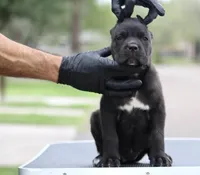 Tabitha, a female Cane Corso for sale in McAllen, TX – Photo 2 of 8