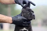 Tabitha, a female Cane Corso for sale in McAllen, TX – Photo 8 of 8