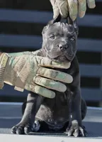 Ugo, a male Cane Corso for sale in McAllen, TX – 4 of 6