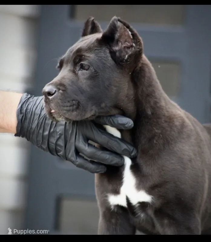 Tuscany  – Cane Corso puppy for sale in McAllen, TX