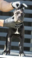 Tonka, a female Cane Corso for sale in McAllen, TX – 7 of 8