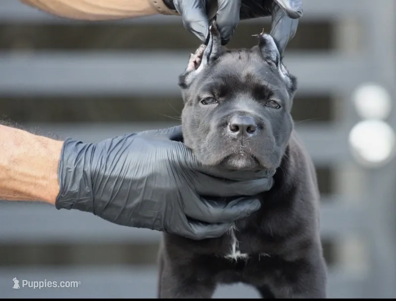 Uma – Cane Corso puppy for sale in McAllen, TX