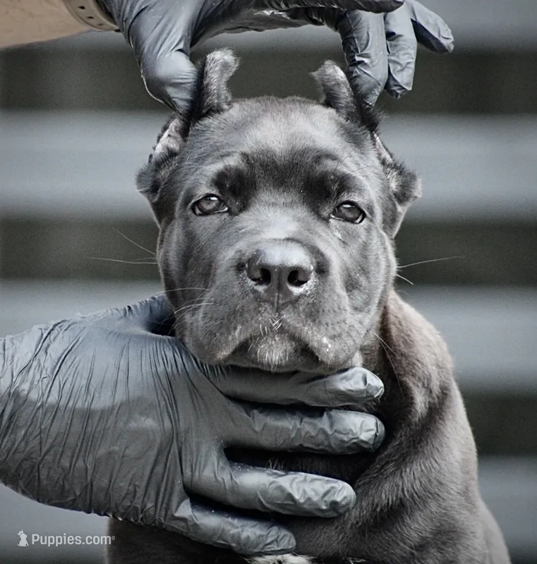 Uma – Cane Corso puppy for sale in McAllen, TX