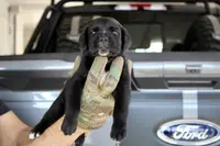 Rampage, a male Cane Corso for sale in McAllen, TX – Photo 5 of 5