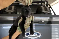 Rampage, a male Cane Corso for sale in McAllen, TX – Photo 4 of 5