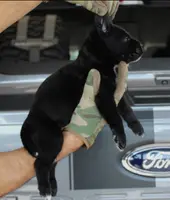 Rampage, a male Cane Corso for sale in McAllen, TX – Photo 1 of 5