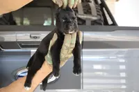 Rampage, a male Cane Corso for sale in McAllen, TX – Photo 2 of 5