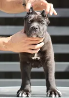 Ursula, a female Cane Corso for sale in McAllen, TX – 2 of 6