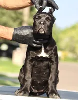Tonka, a female Cane Corso for sale in McAllen, TX – 4 of 8