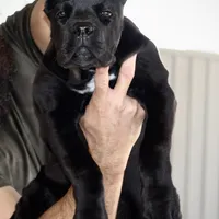 Rockstar, a female Cane Corso for sale in McAllen, TX – Photo 3 of 10