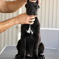 Rockstar, a female Cane Corso for sale in McAllen, TX – Photo 6 of 10