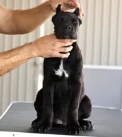 processed/21815d89-d393-4388-8caa-13f421adf6fb/listing/43390a88-05ab-4895-a3ed-96918696b508/5e36e3de-eb9b-4175-8d81-f5b485554bc4