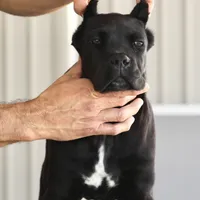 Rockstar, a female Cane Corso for sale in McAllen, TX – Photo 8 of 10