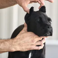 Rockstar, a female Cane Corso for sale in McAllen, TX – Photo 2 of 10
