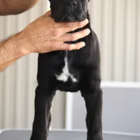 Rockstar, a female Cane Corso for sale in McAllen, TX – Photo 4 of 10