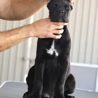 Rockstar, a female Cane Corso for sale in McAllen, TX – Photo 7 of 10