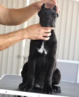 processed/21815d89-d393-4388-8caa-13f421adf6fb/listing/43390a88-05ab-4895-a3ed-96918696b508/c501d85a-bdb0-4a8b-ad78-c74a49fa6ada