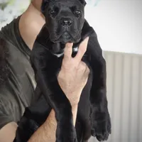 Rockstar, a female Cane Corso for sale in McAllen, TX – Photo 1 of 10