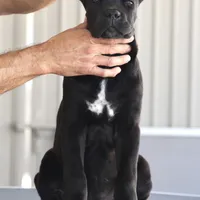 Rockstar, a female Cane Corso for sale in McAllen, TX – Photo 5 of 10
