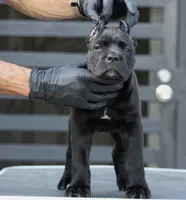 Uma, a female Cane Corso for sale in McAllen, TX – 8 of 8