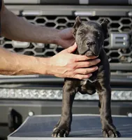 Rajah, a female Cane Corso for sale in McAllen, TX – Photo 9 of 10