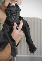 Rajah, a female Cane Corso for sale in McAllen, TX – Photo 4 of 10