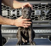Rajah, a female Cane Corso for sale in McAllen, TX – Photo 1 of 10
